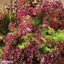 Lollo Rosso Lettuce Seeds - 1000 Non-GMO Heirloom Frilly Red-Leaf Variety