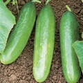 Diva Cucumber Seeds (Cucumis sativus) - Sweet, Burpless, Seedless Hybrid (20 Seeds)