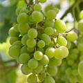 Grape Vine 18” Rooted Cutting - Sweet Seedless Green Grape Plant (Starter Plant) – Local Pickup