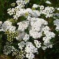 White Yarrow Achillea millefolium - 1000 Seeds | Pollinator-Friendly Perennial