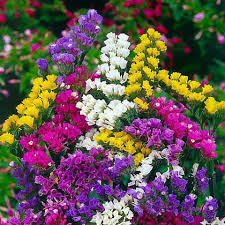 Statice Pacific Mix Seeds - 100 Non-GMO Seeds for Dried Arrangements | Easy to Grow