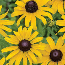 Black-eyed Susan Seeds Rudbeckia hirta - 100mg, Hardy Perennial, Golden Yellow Blooms