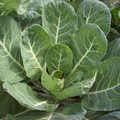 Collard Vates Seeds - Brassica oleracea var. viridis | 1g ~300 Seeds, Cold-Hardy Heirloom Greens