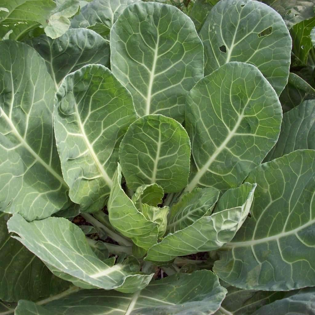 Collard Vates Seeds - Brassica oleracea var. viridis | 1g ~300 Seeds, Cold-Hardy Heirloom Greens