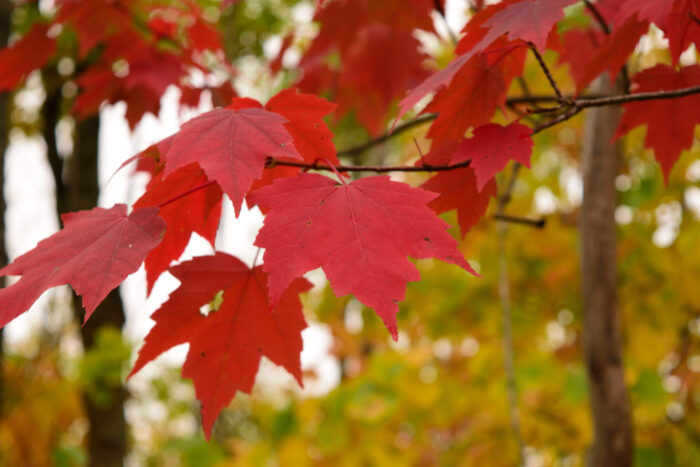 Florida Red Maple Trees (Acer rubrum) - 12 Bare-Root Live Seedlings 8-15"
