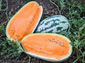 Orangeglo Watermelon Seeds - Citrullus Lanatus, Sweet Orange Flesh (10 Seeds)
