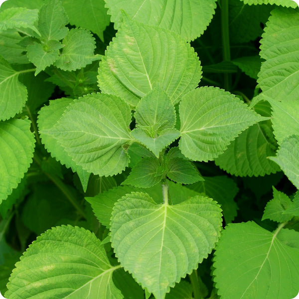 Korean Perilla Shiso Herb Seeds - Perilla frutescens (500mg) Non-GMO