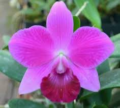 Lc Mini Purple 'Lea' x Pot Oconee Circle 'Lone Jack' Orchid | Starter Plant, 3-Inch Pot