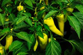 Hot Hungarian Wax Pepper Seeds - Capsicum annuum, Heirloom, 5-6" Fruits, 65-75 days