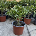 Crassula Ovata Green Jade — 3 Unrooted 4" Cuttings (Money Tree) | Easy-Care Succulent Bonsai