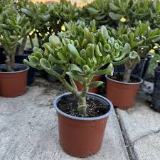 Crassula Ovata Green Jade — 3 Unrooted 4" Cuttings (Money Tree) | Easy-Care Succulent Bonsai