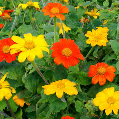 Sunflower Mexican Torch Mix Seeds - 50 Non-GMO, Orange & Yellow, Pollinator Friendly