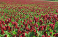 Crimson Red Clover Seeds (Trifolium incarnatum) - 1000 Non-GMO, Pollinator-Friendly