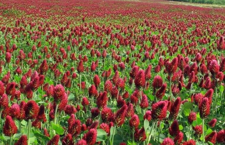 Crimson Red Clover Seeds (Trifolium incarnatum) - 1000 Non-GMO, Pollinator-Friendly