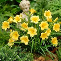 Stella D'Oro Daylily Bare Root Plants - 5 Starter Plants, Bright Golden Yellow, Reblooming