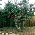 Dwarf Pomegranate Tree Seeds Punica granatum Nana – 20 Seeds for Indoor/Outdoor Bonsai