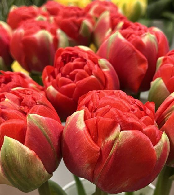 Tulip Bombastic Scarlet Red Double Ruffled Tulip Bulbs - 10 Bulbs, 8" Blooms, Peony-Like (Late Spring)