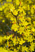 Chinese Winter Jasmine Cuttings (5) 12"+ - Jasminum nudiflorum - Winter-Blooming Vine, Zone 6-10