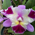 C. Mari's Song x C. Platinum Sun 'Pachara Fancy' Cattleya Orchid | Live Potted Starter Plant