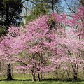Eastern Redbud Tree (Cercis canadensis) - 2-3 ft Bare Root Live Plant