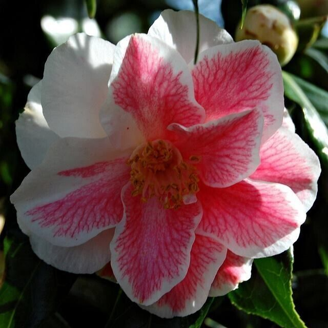 Mike Witman Camellia Japonica - Rare Bicolor Starter Plant | Evergreen Shrub, Zones 7-10