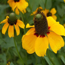 Clasping Coneflower Seeds (Dracopis amplexicaulis) - 100mg, Annual Wildflower for Pollinators