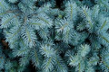 Picea pungens 'Glauca NM Carson' Seeds (Colorado Blue Spruce) - 50 Seeds