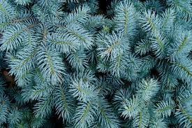 Picea pungens 'Glauca NM Carson' Seeds (Colorado Blue Spruce) - 50 Seeds