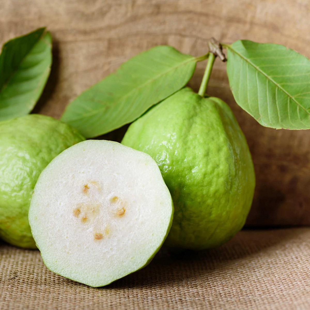 White Guava Tree Seedling – Live Psidium guajava in Pot, Ready to Plant