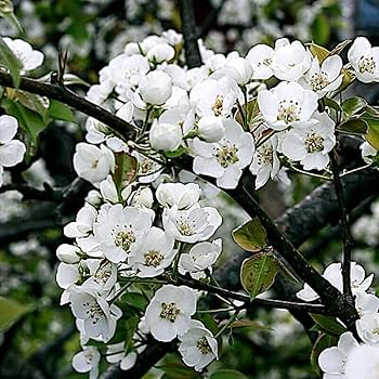 European Pear Tree Seeds (Pyrus communis) – 10 Seeds, Fast-Growing, White Spring Blossoms, Zones 5-8