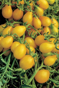 Yellow Pear Tomato Seeds - 30 Heirloom Non-GMO, Sweet & Juicy, Indeterminate Vine