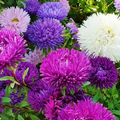 Aster Tall Double Gremlin Mix Seeds - Aster novi-belgii, 200 Seeds, Non-GMO, 30" Tall, Sun/Part Shade, Perennial