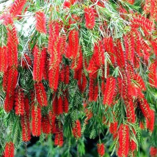 100 Weeping Bottle Brush Seeds (Callistemon viminalis) - Fast-Growing Australian Native
