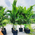 Alexander Palm (Solitaire) Seedlings - 6 Live Bare-Root Starter Plants 4-7"