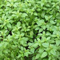 Lemon Basil Seeds (Ocimum basilicum var. citriodora) – 500 Seeds