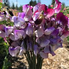Three Times As Sweet Sweet Pea Seeds (50+) | Fragrant Climbing Vines for Trellises & Bouquets