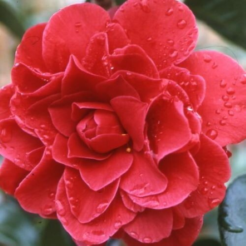 Tom Knudsen Camellia Japonica Starter Plant 8-12" | Well-Rooted Evergreen Shrub