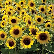Sunspot Sunflower Seeds - 1 Gram, Dwarf Sunflower for Gardens, Pots & Pollinator Habitats