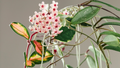Hoya Carnosa Krimson Princess Starter Plant - Variegated Hoya, 5" Tall