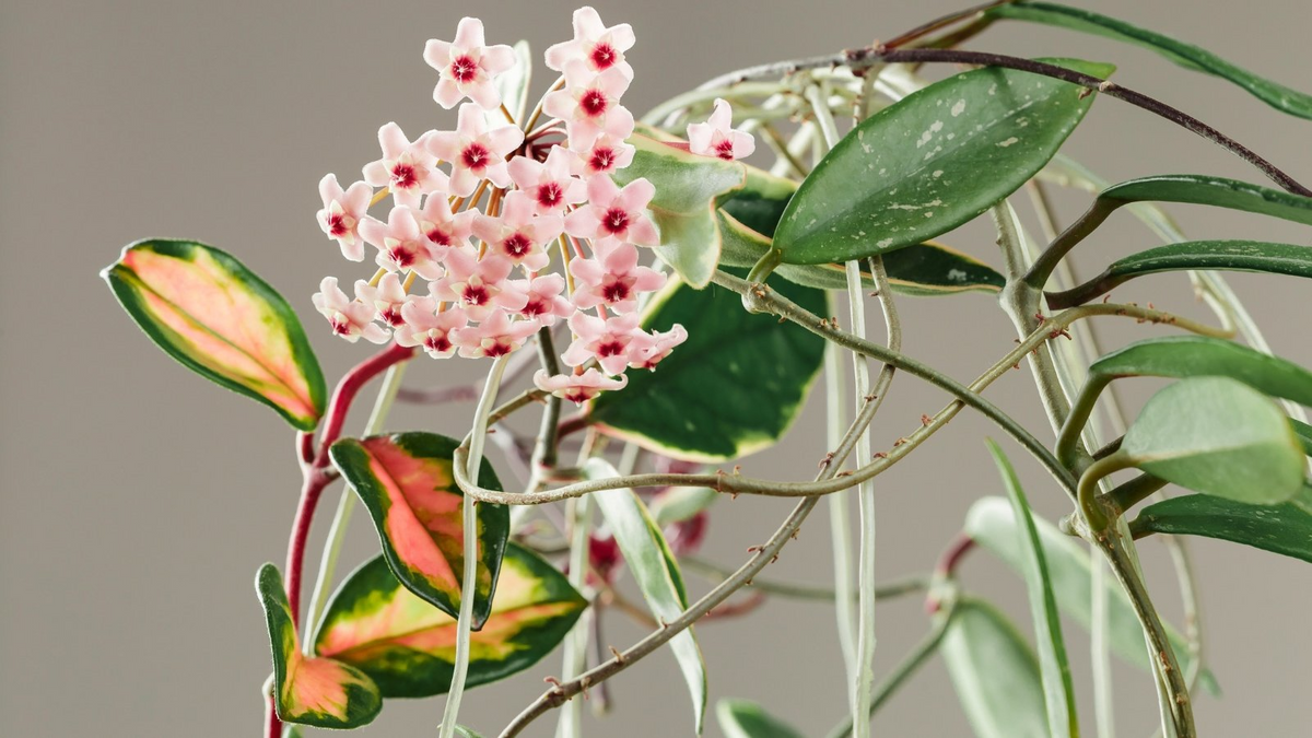 Hoya Carnosa Krimson Princess Starter Plant - Variegated Hoya, 5" Tall