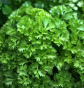 Dark Green Italian Giant Parsley (Petroselinum crispum) - 1g Seeds, Heirloom, Non-GMO