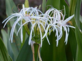 White Spider Crinum Lily Amoenum Starter Plant | Live Rooted Bulb, Drought-Tolerant