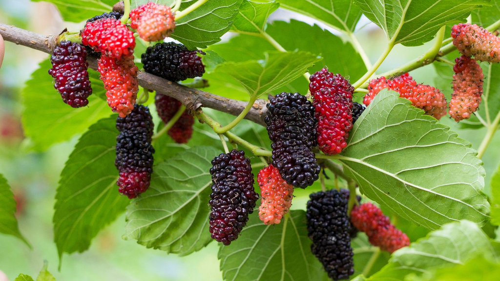 50 Black Mulberry Seeds (Morus nigra) - Hardy, Fast-Growing, Edible Berries