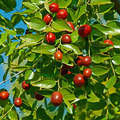 Jujube Tree 15” Lang Chinese Red Date Bare Root - Ziziphus jujuba