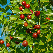 Jujube Tree 15” Lang Chinese Red Date Bare Root - Ziziphus jujuba