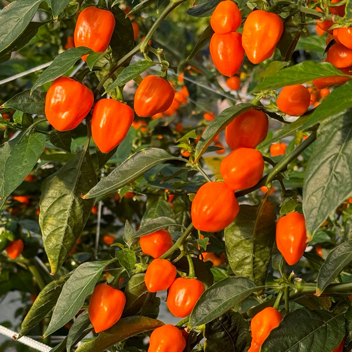 Orange Habanero Pepper Seeds (Capsicum chinense) - Heirloom, Fiery Hot Pepper