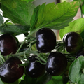 Black Cherry Tomato Seeds - 30 Pack | Solanum lycopersicum Heirloom