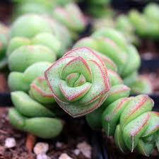 Crassula 'Jade Necklace' Starter Plant - Rare Jade Necklace Succulent, 8" Tall