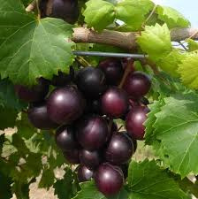Southern Fox Grape Seeds (Vitis rotundifolia) – 25 Seeds for Muscadine Grapes, Fresh Eating, Wine & Jelly
