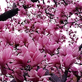 Magnolia Lily Seeds (Magnolia liliflora) – 10 Pink Flowering Seeds